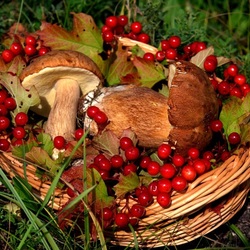 Jigsaw puzzle: Forest gifts