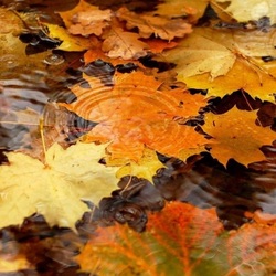Jigsaw puzzle: Autumn leaves