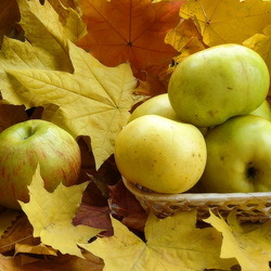 Jigsaw puzzle: Autumn apples