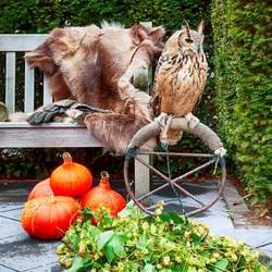Jigsaw puzzle: Owl in the autumn garden
