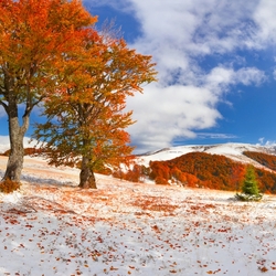 Jigsaw puzzle: First snow