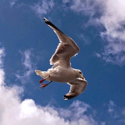 Jigsaw puzzle: Baltic seagull