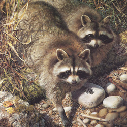Jigsaw puzzle: Two raccoons