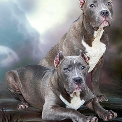 Jigsaw puzzle: American pit bull
