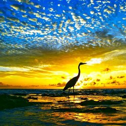 Jigsaw puzzle: Heron and the sea