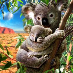 Jigsaw puzzle: Koalas