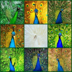 Jigsaw puzzle: Peacocks