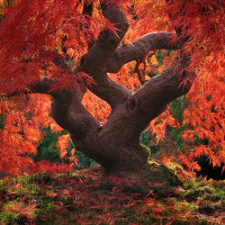 Jigsaw puzzle: Red leaves