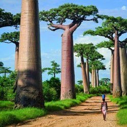 Jigsaw puzzle: Alley of baobabs