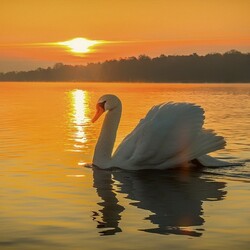 Jigsaw puzzle: Swan on the water