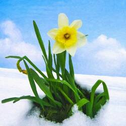 Jigsaw puzzle: Winter daffodil