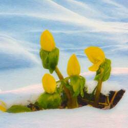 Jigsaw puzzle: Buds under the snow
