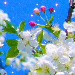 Jigsaw puzzle: Apple flowers and buds
