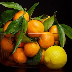 Jigsaw puzzle: Tangerines for the tree