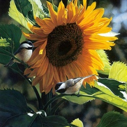 Jigsaw puzzle: Titmouse and sunflower
