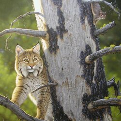 Jigsaw puzzle: Lynx and squirrel