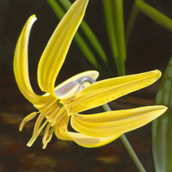 Jigsaw puzzle: Yellow lily