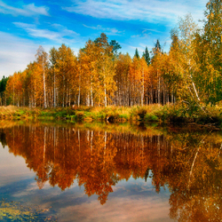 Jigsaw puzzle: Reflection of trees