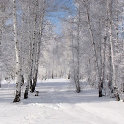 Jigsaw puzzle: In the kingdom of white birches