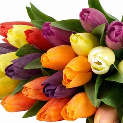 Jigsaw puzzle: Multicolored tulips