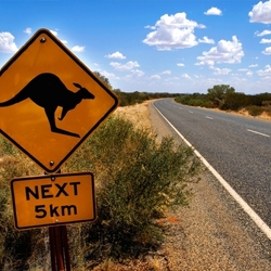 Jigsaw puzzle: Attention kangaroo!