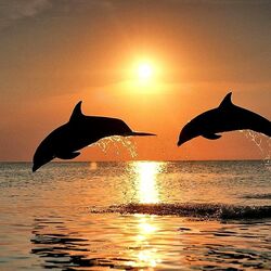 Jigsaw puzzle: Dolphins in the sunset