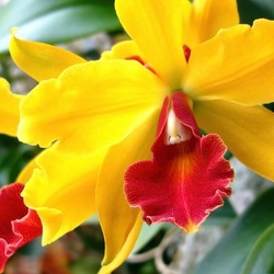 Jigsaw puzzle: Yellow orchid with a red tongue