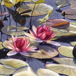 Jigsaw puzzle: Pink water lilies