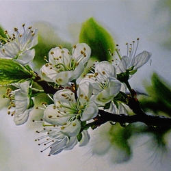 Jigsaw puzzle: Blooming cherry