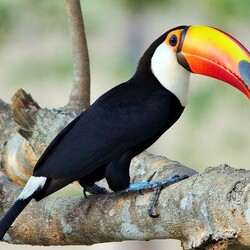 Jigsaw puzzle: Toucan