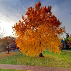 Jigsaw puzzle: Ginkgo in autumn