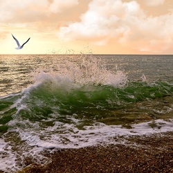 Jigsaw puzzle: Seagull over water