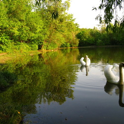 Jigsaw puzzle: a swan song