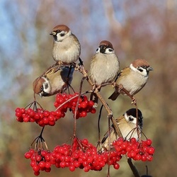 Jigsaw puzzle: Sparrows