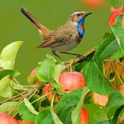 Jigsaw puzzle: Bluethroat and ant