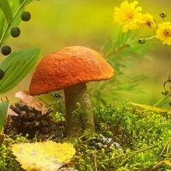 Jigsaw puzzle: Boletus and spider