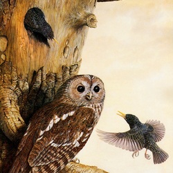Jigsaw puzzle: Guest owl