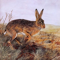Jigsaw puzzle: Field hare