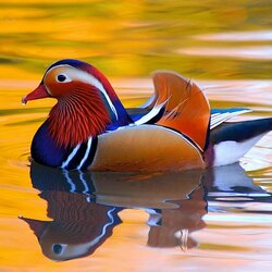 Jigsaw puzzle: Mandarin duck