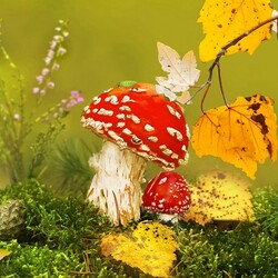Jigsaw puzzle: Adult and baby fly agaric