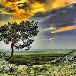 Jigsaw puzzle: Lonely tree