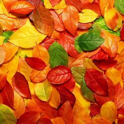 Jigsaw puzzle: Leaves