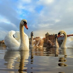 Jigsaw puzzle: Swans on the Vltava