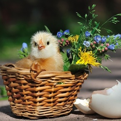 Jigsaw puzzle: Chick