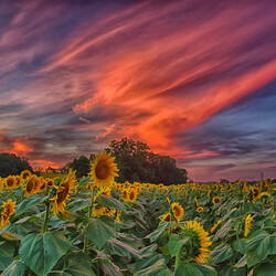 Jigsaw puzzle: Sunflowers at sunset