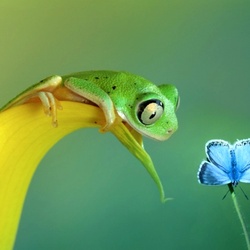 Jigsaw puzzle: Frog and butterfly