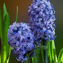 Jigsaw puzzle: Blue hyacinths