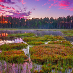 Jigsaw puzzle: Swamps