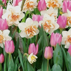 Jigsaw puzzle: Tulips and daffodils