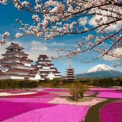 Jigsaw puzzle: Sakura blossom and shiba-zakura